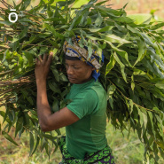 Золото Кении