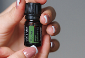 Нутканский кипарис