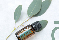 Полезные свойства Эвкалипта.