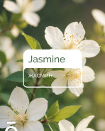 Жасминовые сады Египта