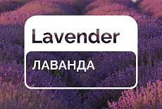 Лавандовые поля Болгарии